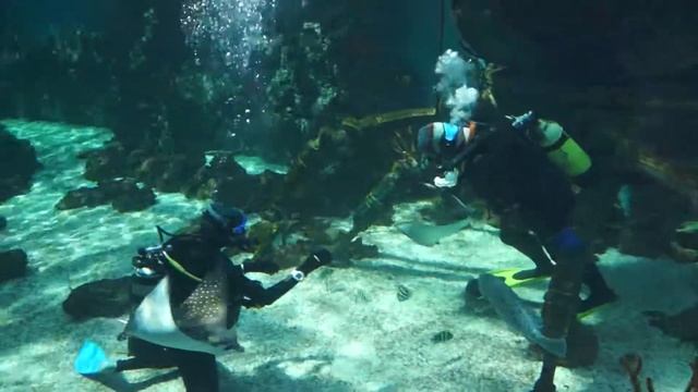 00050 2018.06.22 Дайвинг в океанариуме Крокус-сити смотреть онлайн