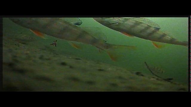 Подводная съемка рыбалки со льда. смотреть онлайн