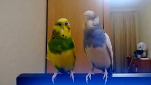 Волнистые попугайчики поют под музыку
