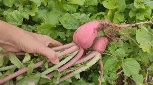 88. Необычная РЕДИСКА. Или не редиска? Что это? Знакомьтесь с новой культурой.