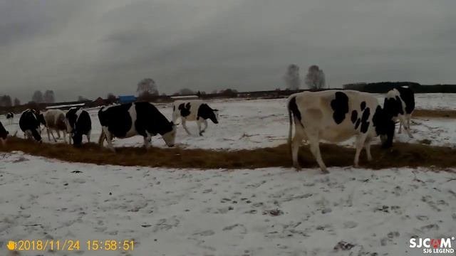кормление крс сеном.