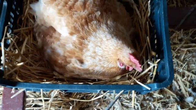 Загорские лососевые содержание,яйценосность- куры которые живут в Украине Хитручкин Двор смотреть онлайн