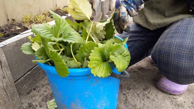 Медленная жизнь: подготовка клубники к зиме смотреть онлайн