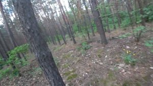 Тренировка собак ПСС Киев, лето 2021