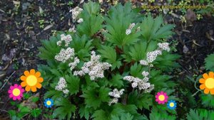 Мукдения росса. Краткий обзор, описание характеристик, где купить саженцы mukdenia rossii