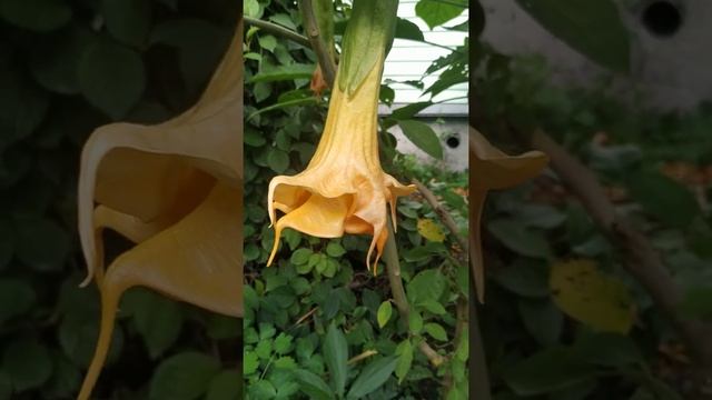 бругмансия Лангебушер Гарден смотреть онлайн