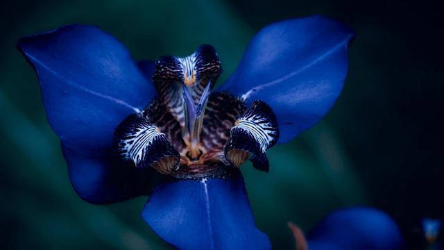 1. Сумеречный ирис. Песенка о свободе (1. Iris du crépuscule. Chanson sur la liberté) смотреть онлайн