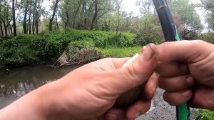 Рыбалка на боковой кивок, карась кишит в речке по колено.