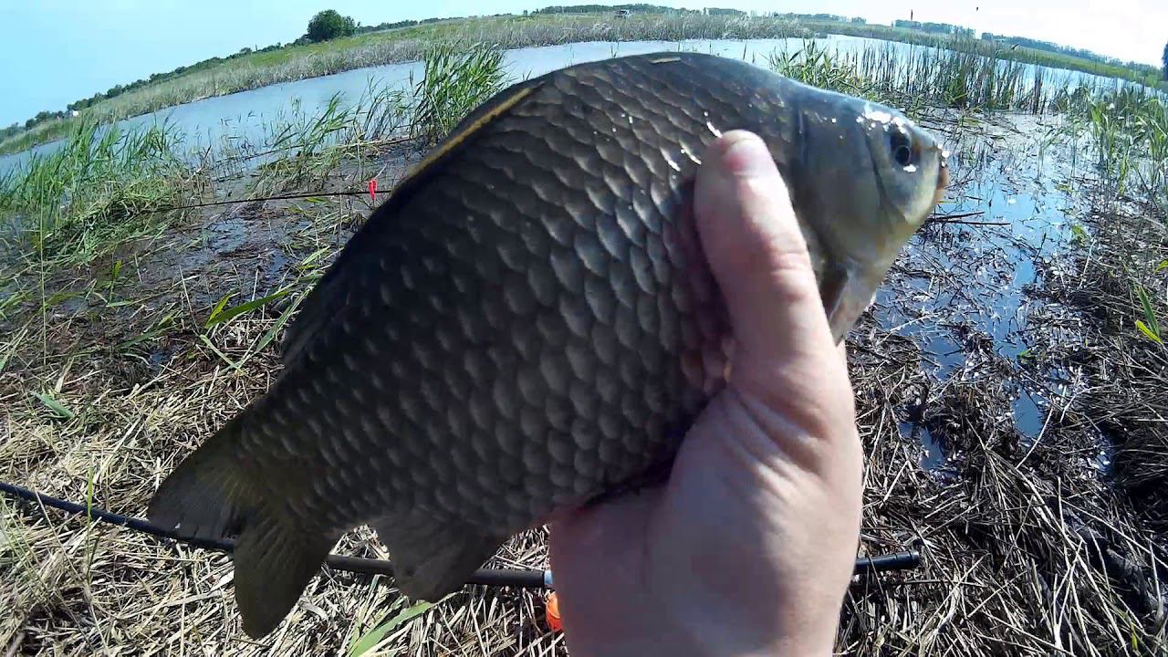 ЛОВЛЯ КАРАСЯ В КАМЫШЕ|КРАСОТА ПРИРОДЫ|ДОНКА(ФИДЕР)КРУПНЫЙ КАРАСЬ,ПОДЛЕЩИК! смотреть онлайн