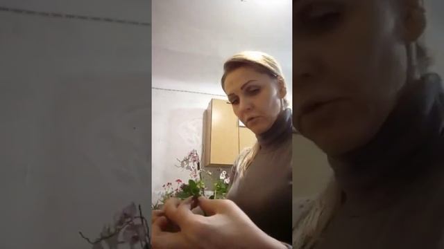 Размножение каландивы каланхоэ