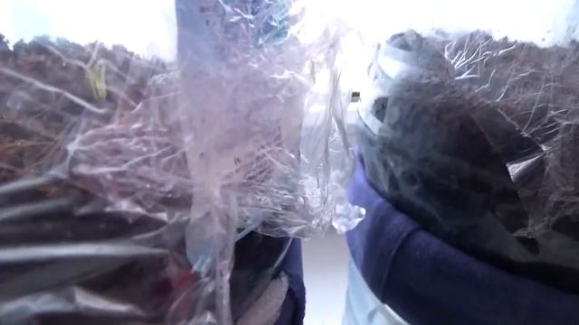 Рассада на фитильном поливе фитильный способ выращивания рассады смотреть онлайн