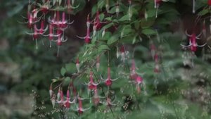 Fuchsia Checkerboard. Цыганские серьги или Танцующие балеринки