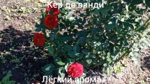 Мои ароматные розы. Флорибунда. Лето 2022.