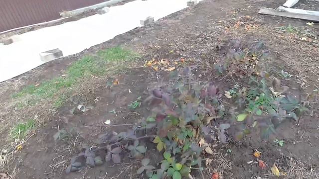 #vlog#укрываю ежевику смотреть онлайн