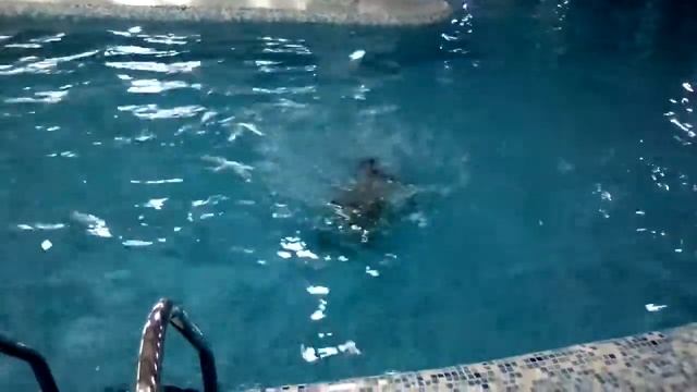 Купаемся в Бассейне на Фоке смотреть онлайн