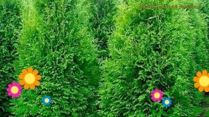 Туя западная Брабант. Краткий обзор, описание характеристик thuja occidentalis Brabant