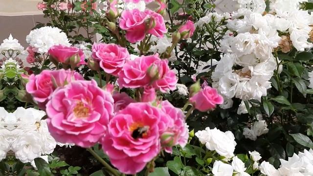 Вау цветение замечательной розы Карат | rose Karat | ROZI MIRA смотреть онлайн