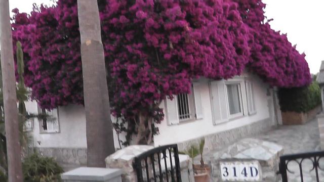 05.07 Romantica mittagsblume смотреть онлайн