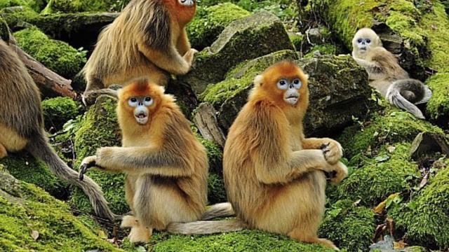 HERE ARE SOME INTERESTING FACTS ABOUT RHINOPITHECUS { GOLDEN SUB - NOSED MONKEY } ? смотреть онлайн