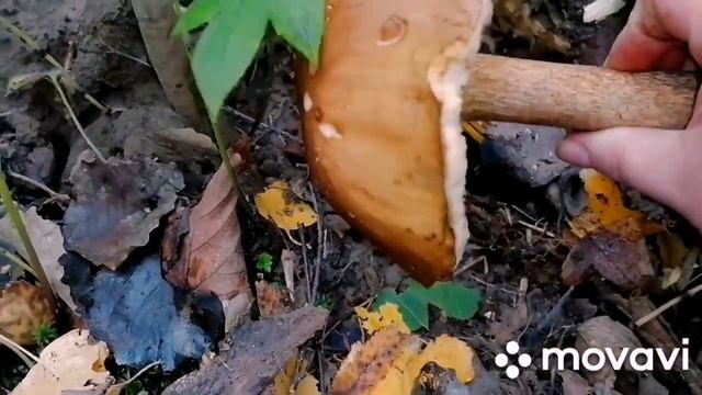 Лесная релаксация для души(осенняя природа, пение птиц, грибы, чистый воздух), слушать в наушниках