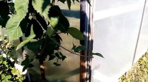 Осенняя обрезка безшипной ежевики Вождь Джозеф