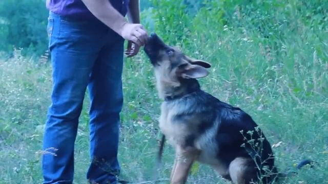 Как обучить собаку командам? Сидеть, лежать, стоять. смотреть онлайн