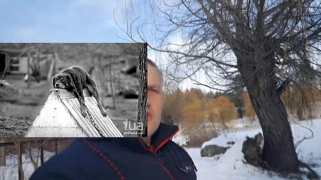 Американский стаффордширский терьер самая сильная собака в мире
