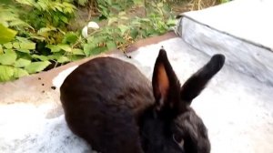 Новозеландский чёрный кролик   родоначальник новой линии кроликов.