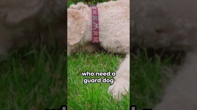 Allergy-Free Companions: Top Hypoallergenic Dogs s dogbreed beagleclub mastiffbreed pets