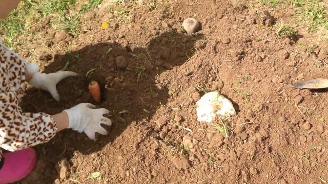 Как на даче посадить капусту, морковь, свеклу, чтобы получить семена смотреть онлайн