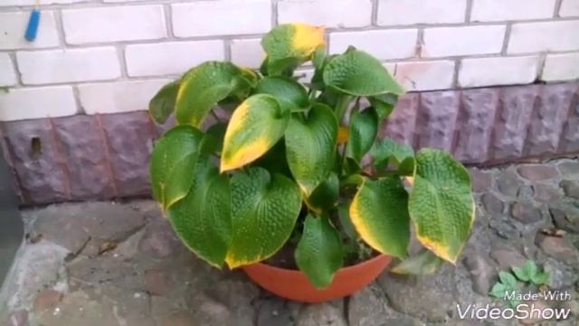 Хоста в композиции смотреть онлайн