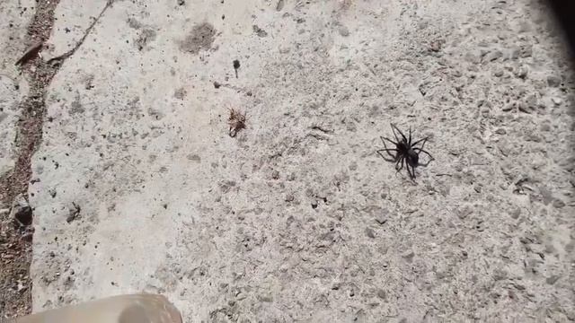 Вы видели как паук бегает!Если не видели посмотрите смотреть онлайн