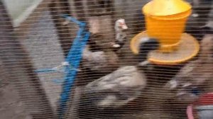 Как избежать сырости и грязи при содержании водоплавающих?Переоборудуем курятник в утятник.