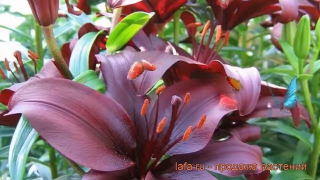 Лилия азиатская Дименшн (lilium) ? азиатская лилия Дименшн обзор: как сажать, луковицы лилии Дименш смотреть онлайн