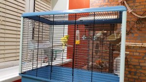 как проходит адаптация попугая