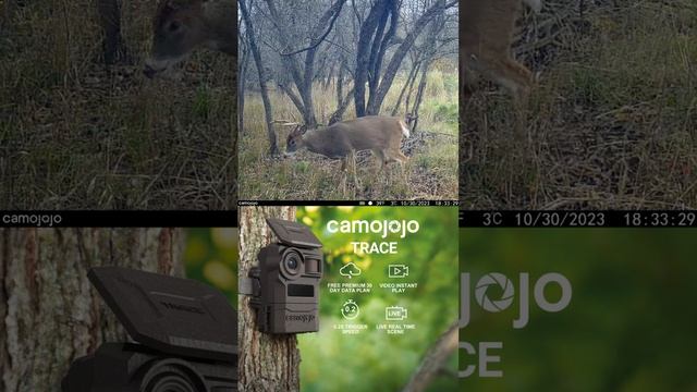 【Camojojo】Quietly waiting, the prey will become your photographic subject.#bucks