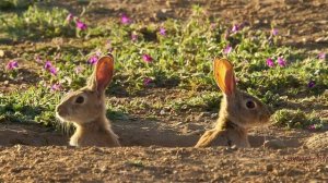 Евгений Чарушин  Про зайчат