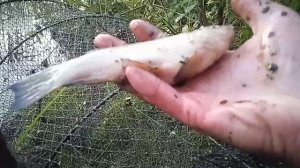 Рыбалка в Сибири. Поставил мордушку и забыл ее на три дня.