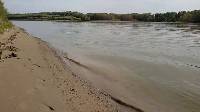 Ежевика смотрите до конца !