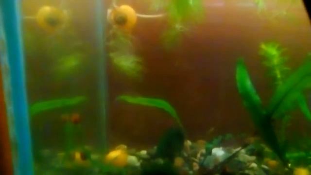 Рассказ о гуппи Эндлера. смотреть онлайн