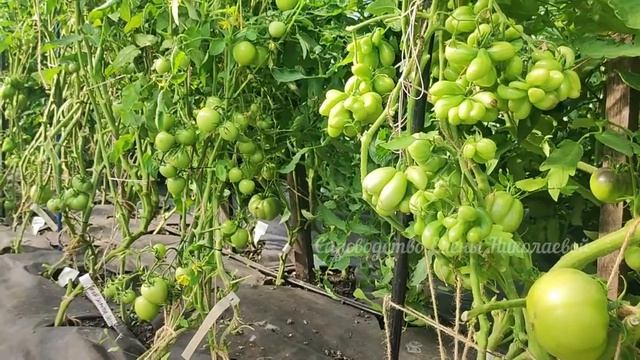 Вот это урожайность! Томаты все увешаны плодами! Срочно в Июле дайте это Томатам, Еще успеете! смотреть онлайн