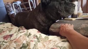 Кане Корсо. Cane Corso. Вот и поговорили!