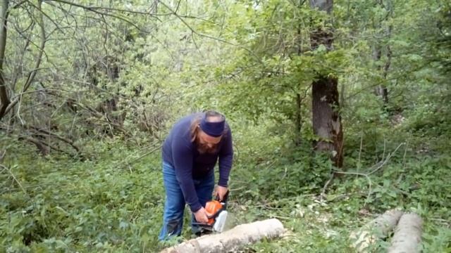 Нарциссы в Карпатах - Биополис ждёт. Как распилить бревно?