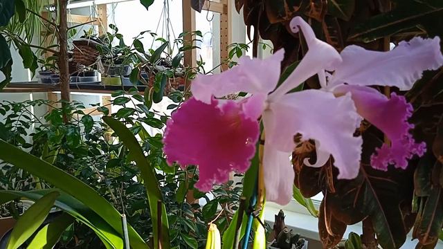 Королева светского бала Cattleya Dupreana