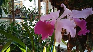 Королева светского бала Cattleya Dupreana
