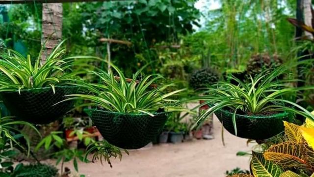 Spider plant care and propogation || Chlorophytum comosum смотреть онлайн