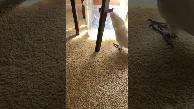 Umbrella Cockatoo doesn’t like people  wearing shoes in the house