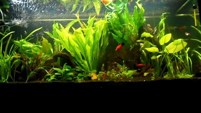 Анциструс которому больше 10 лет! Old Ancistrus!