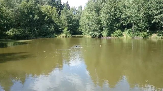 Цвергшнацер плавает вместе с утками смотреть онлайн