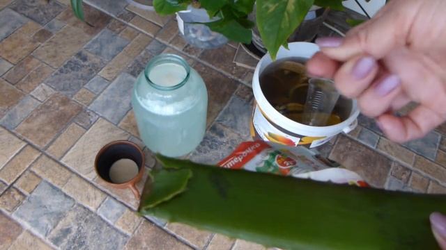 Экологически чистое удобрение своими руками или УДОБРЕНИЕ ИЗ МУСОРНОГО ВЕДРА для комнатных цветов